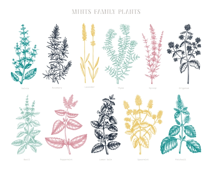 Mint family plants illustrations in color. Hand sketched aromatic and medicinal herb Botanical design elements. Herbal tea ingredients. Mints in vintage style. Perfect for recipe, label, packaging. 
